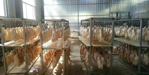 2011年 黑心烤鴨 團(tuán)伙落網(wǎng),成本不足5元月售萬(wàn)只 自己不敢吃